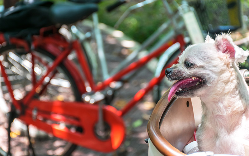 pes v kosiku na bicykli