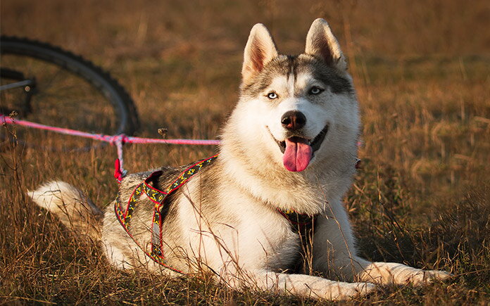 Bicyklujeme so štvornohým miláčikom